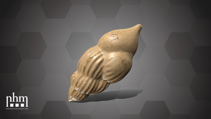 U. pygmaea Model (NHMW-GEO-2025/0095/0067) – Modello 3D gratuito STL