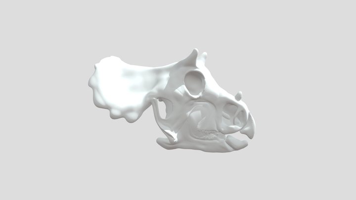 Baby Triceratops Skull. 3D Model