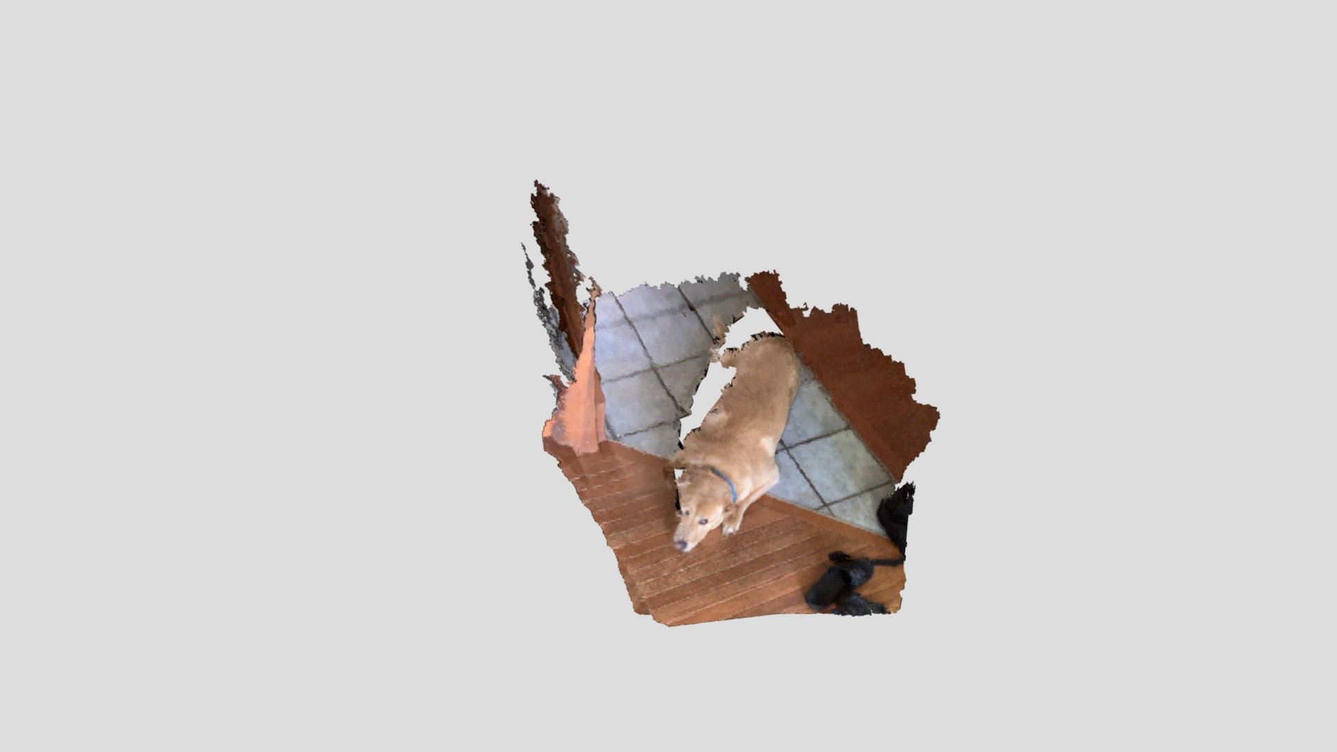 My dog cane