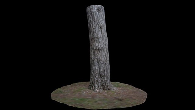 Pinus nigra subsp. salzmannii trunk — Sketchfab embed 3D viewer