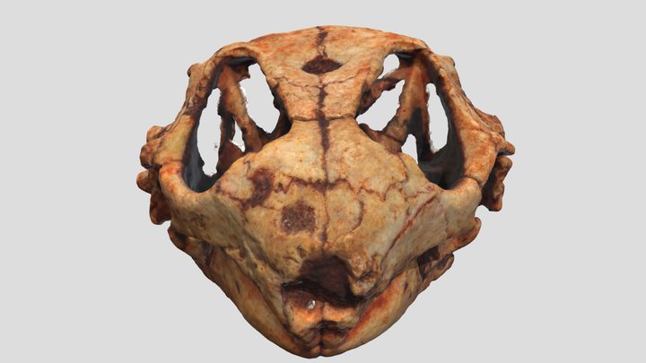 Hypsognathus - HighQ 3D Model