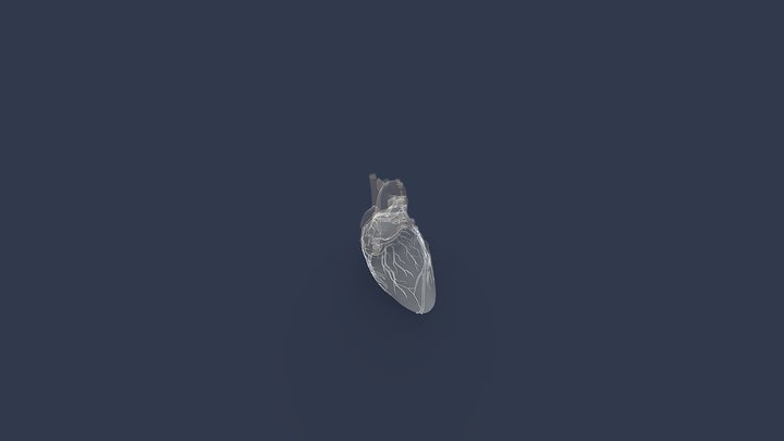 Cardiac-anatomy-external-view-of-human-heart 3D Model