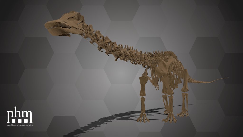 Diplodocus carnegii (NHMW-GEO-1909/0004/0003)