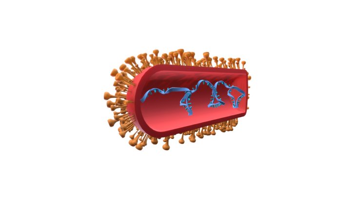 Rabies virus 3D Model