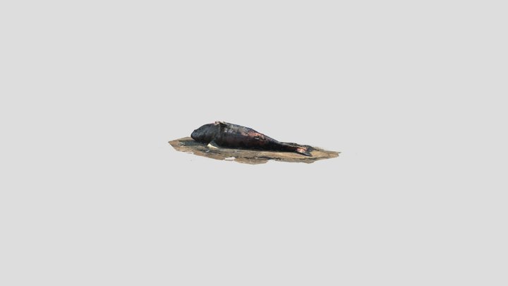 North Atlantic Right Whale Textured Model 3D Model