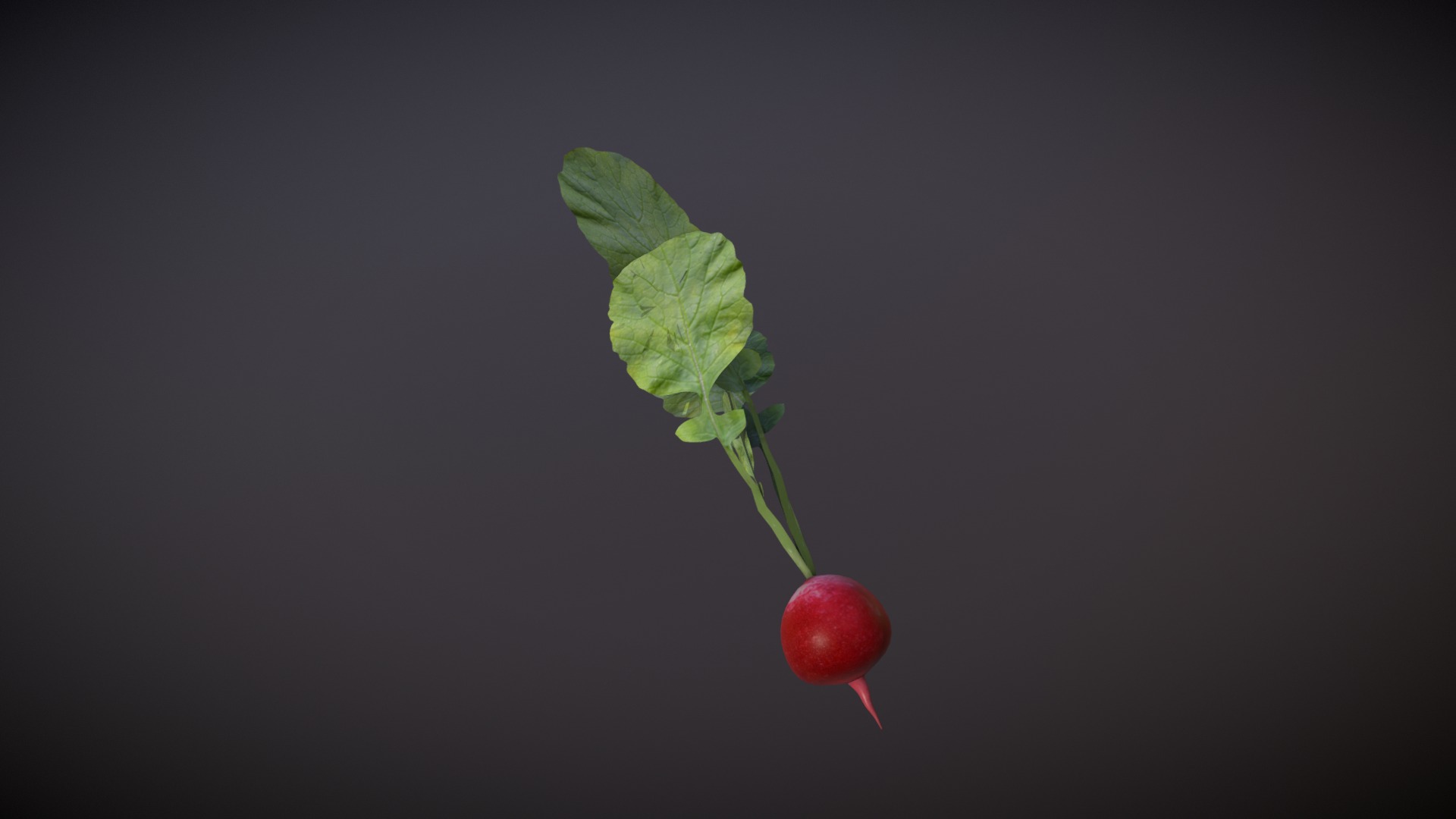 3D model Radish - This is a 3D model of the Radish. The 3D model is about a small plant with a stem.
