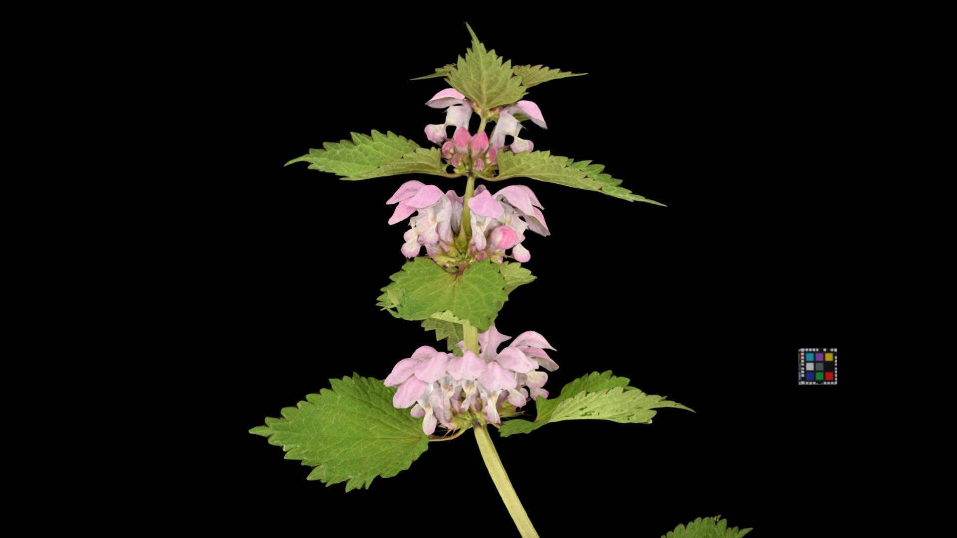オドリコソウ Dead-nettle, Lamium album