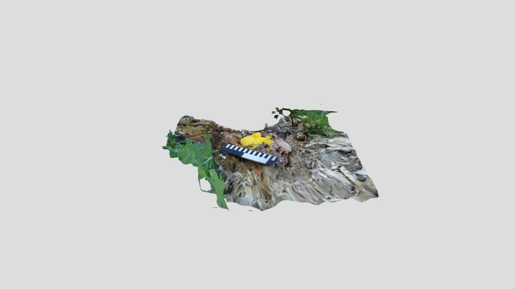 Dog vomit slime mold Kiri