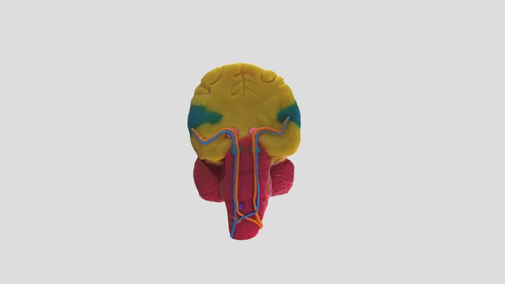 Brain Model FINAL-20210308T100845Z-001 3D Model
