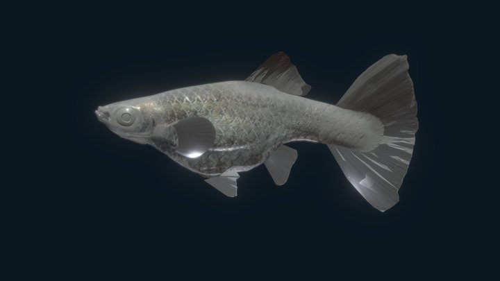 Albino platinum guppy – Gratis 3D-model STL