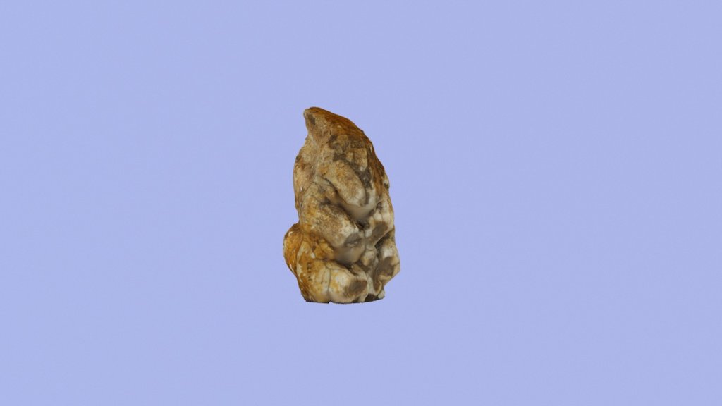Molar Stegomastodon Sp