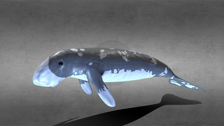 Dugong 3D Model