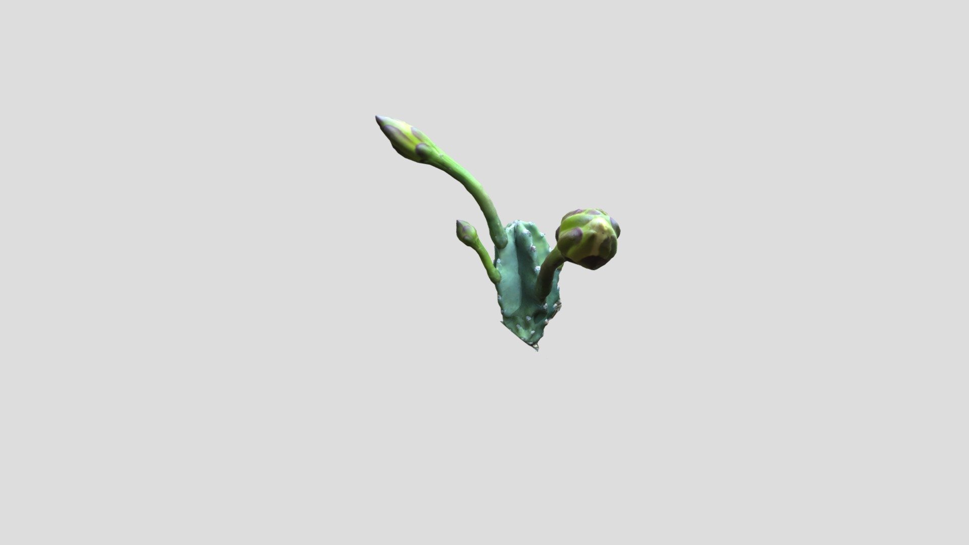 cactus8 - A TRIER