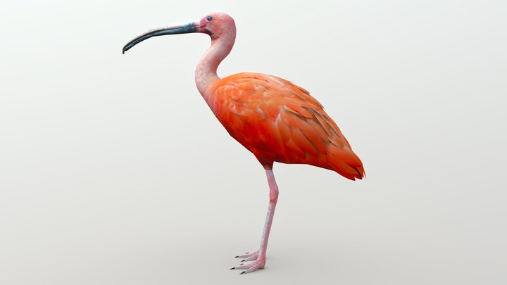 Flamingo 3D Model