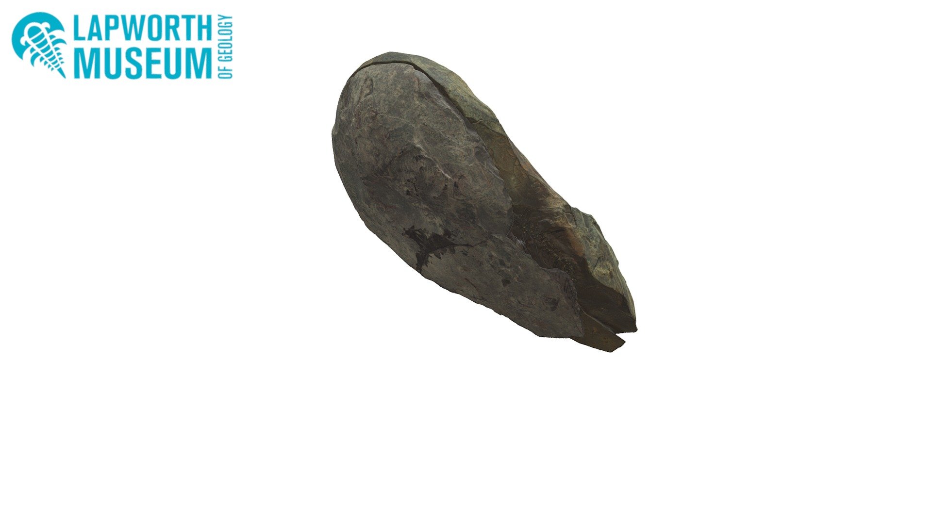 Lepidodendron ophiurus (plant) (BIRUG 15076)