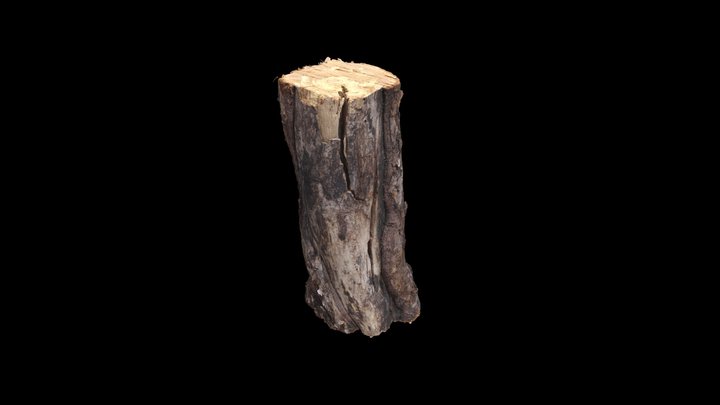 Maple log asset 3D Model
