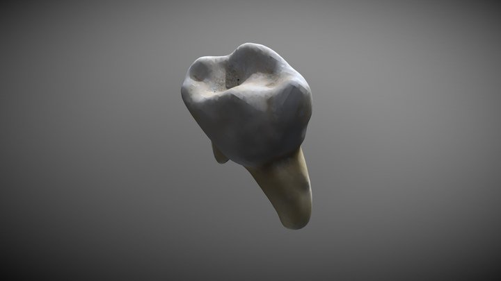 Tooth No Texture 3D Model