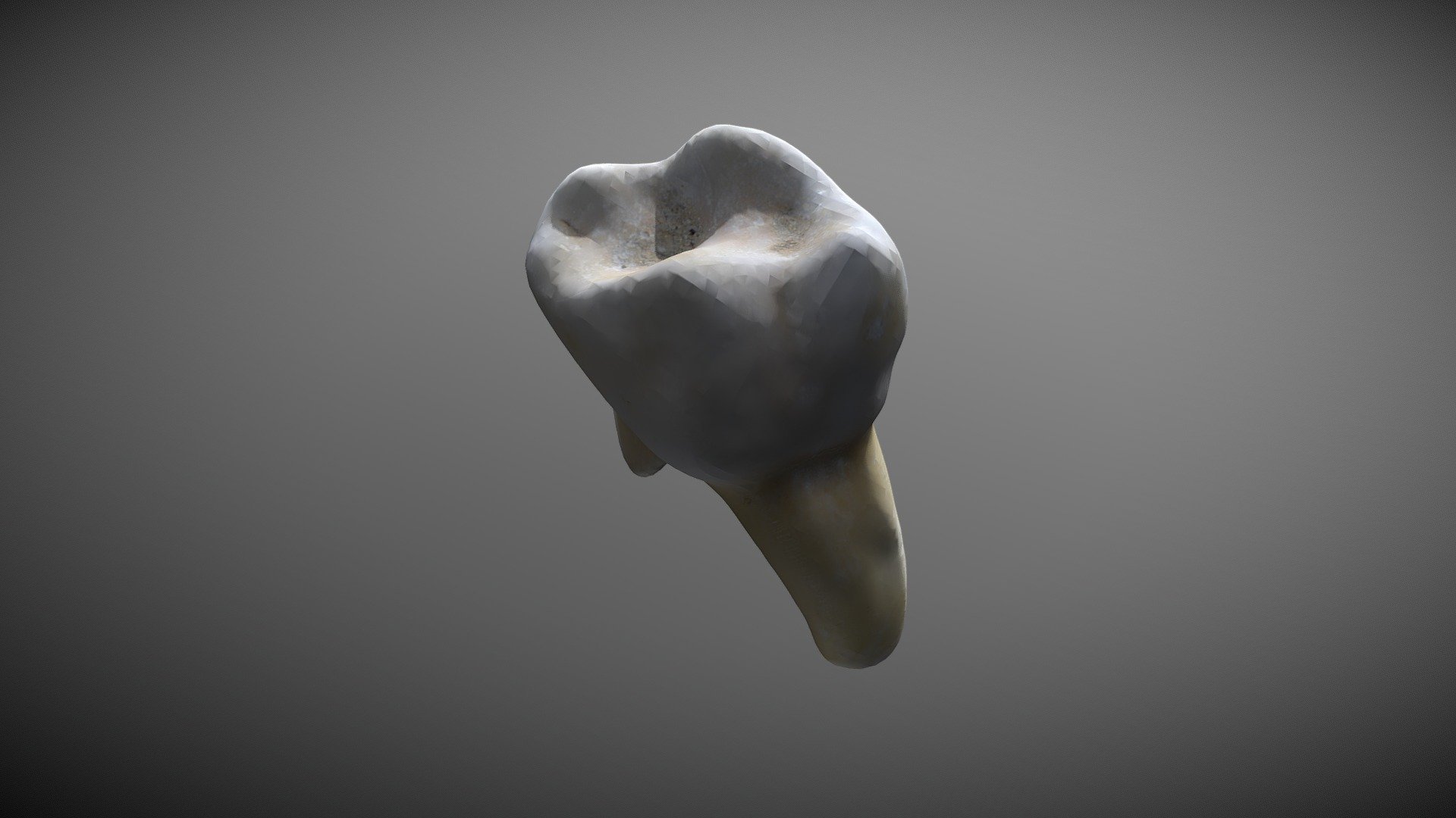 Tooth No Texture - 3D model by sarafp [1d1e40e] - Sketchfab