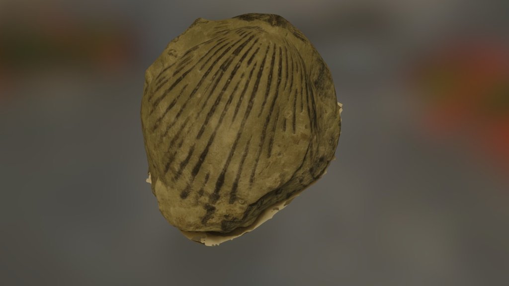 Brachiopod 1