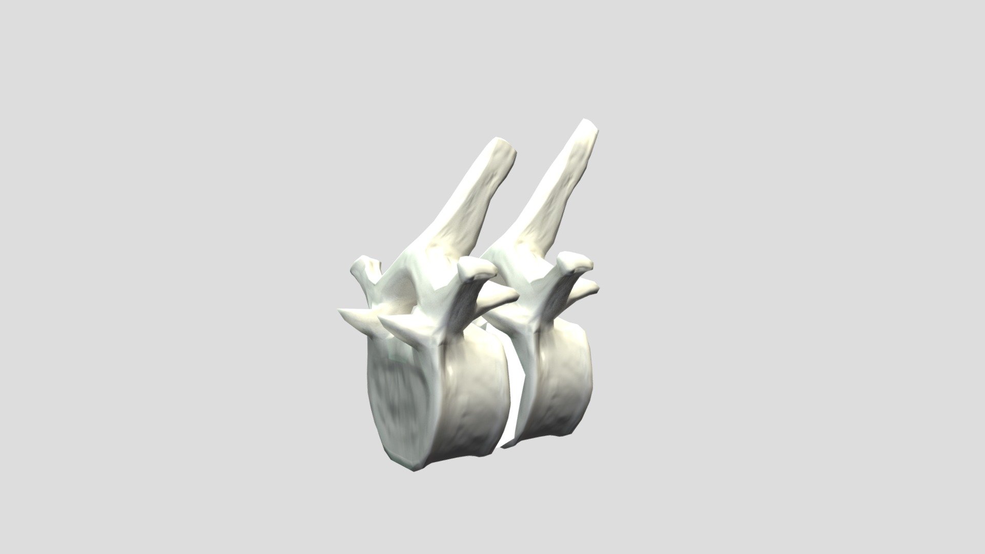 Articulating Thoracic vertebrae Download Free 3D model by du5737