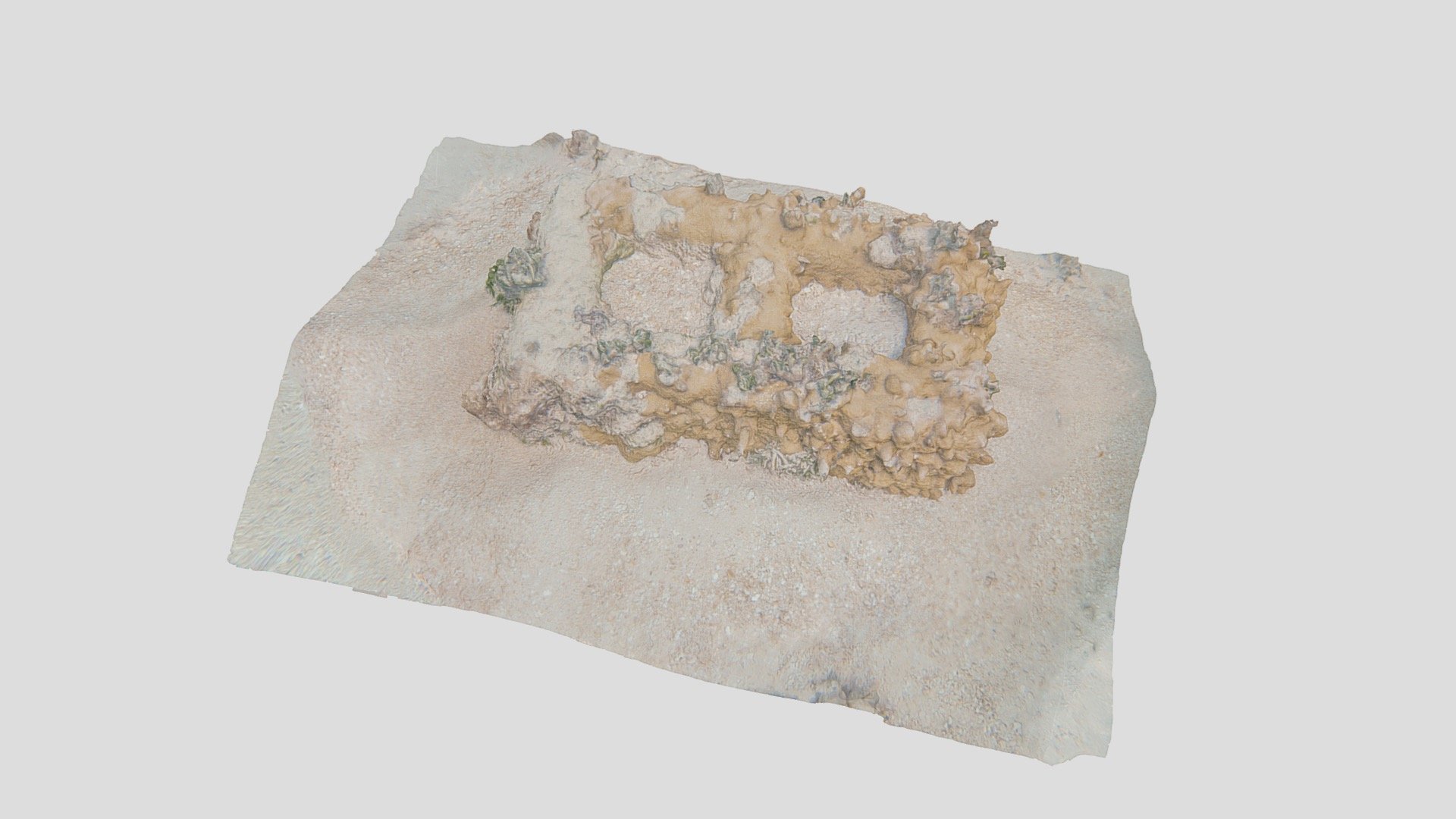 Coral on cement block