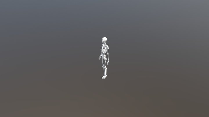 Fgc Skeleton 3D Model