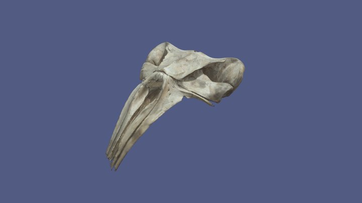 Skull of Caperea marginata 3D Model