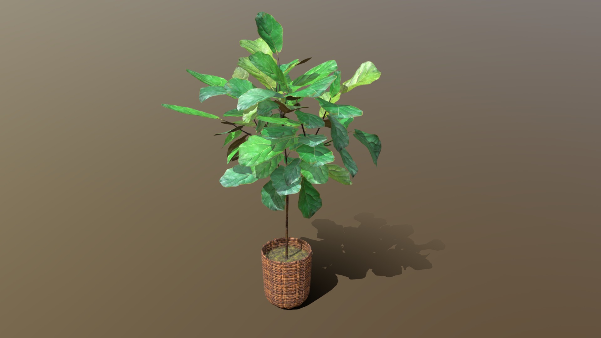 3D model Indoor plant / Ficus lyrata, fiddle leaf fig - This is a 3D model of the Indoor plant / Ficus lyrata, fiddle leaf fig. The 3D model is about a plant in a pot.
