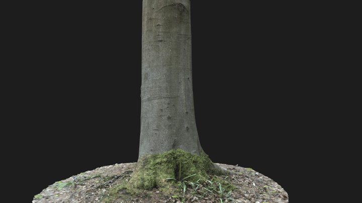 Tree Trunk Scan 3D Model