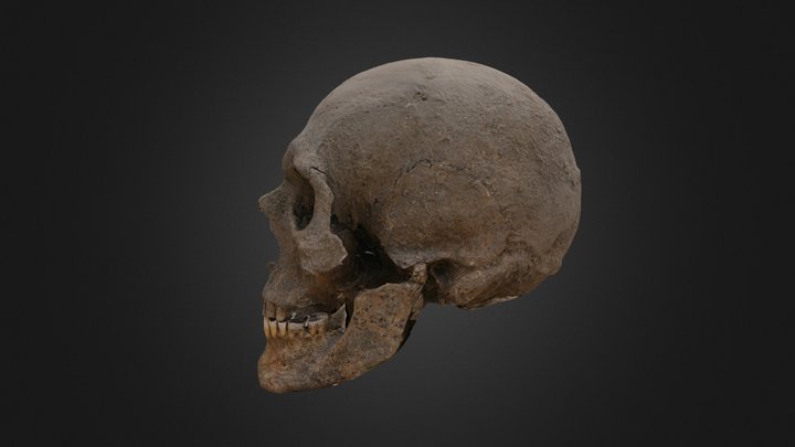 kobanian skull (800 BC) 3D Model