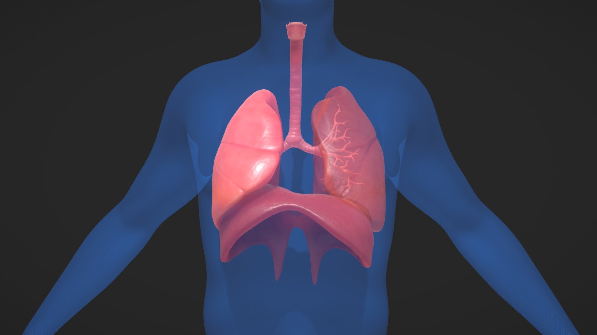 Human Respiratory System Buy Royalty Free 3D Model By Zames1992 