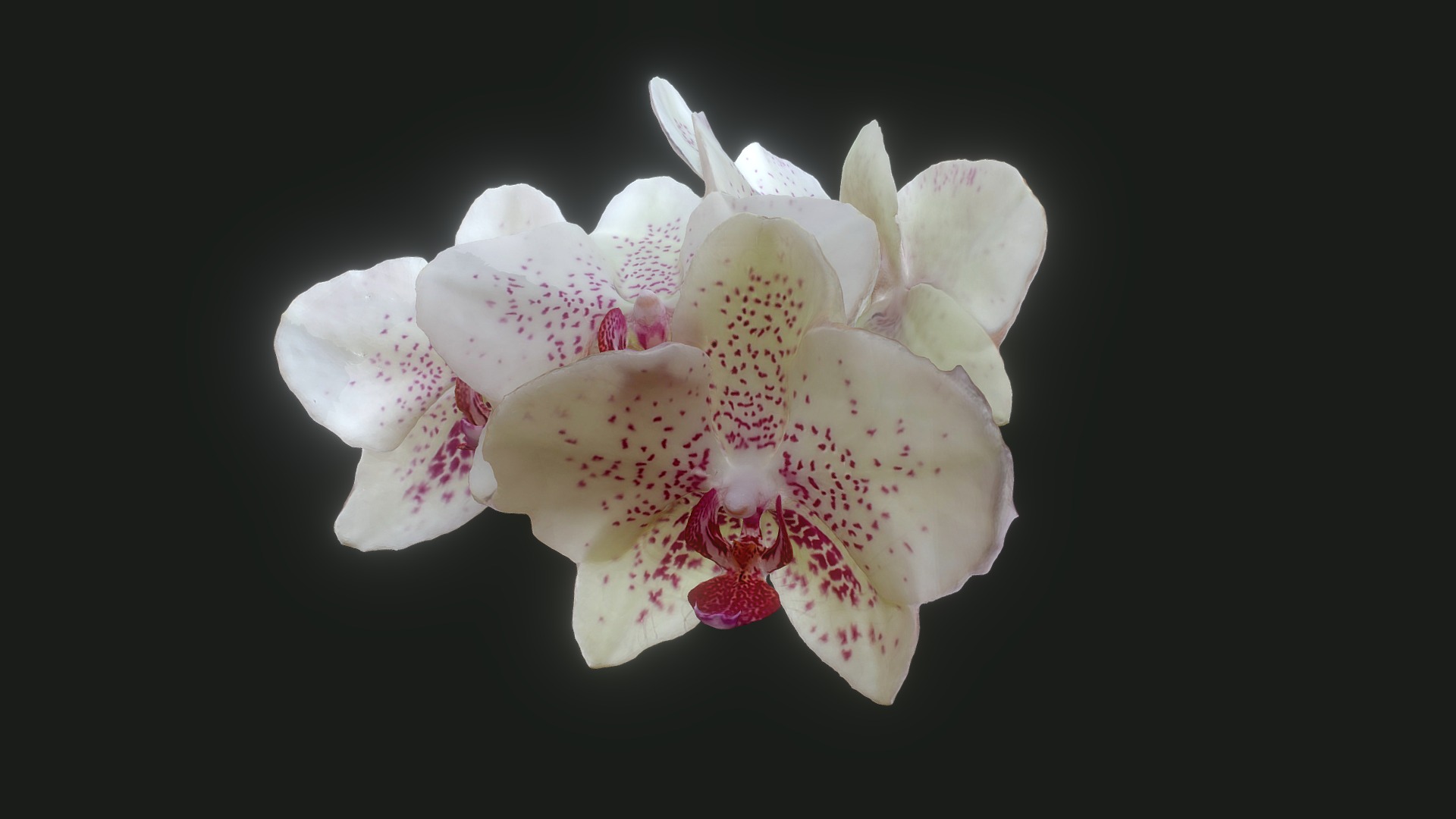 3D model Phalaenopsis Orchid - This is a 3D model of the Phalaenopsis Orchid. The 3D model is about a white flower with pink petals.