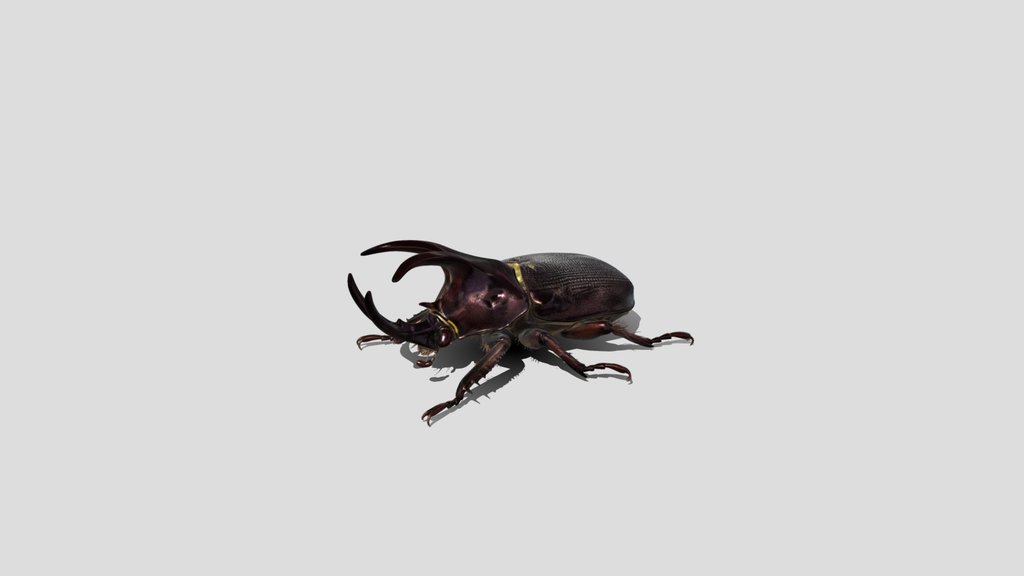 Giant Stag Beetle