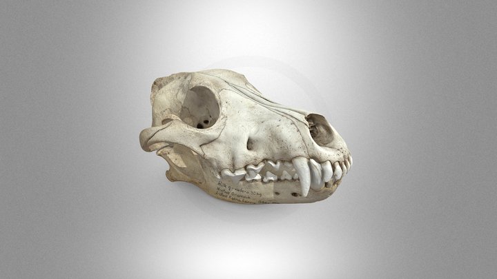 Wolf skull – Gratis 3D-model STL