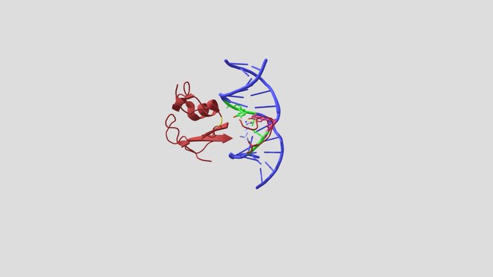 MBD in complex with methylated DNA