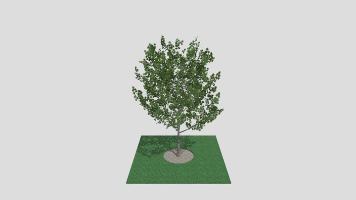 Maple-tree 3D Model