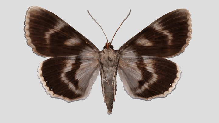 YPM ENT.607052 Underwing moth, Catocala obscura – Kostenloses 3D-Modell STL