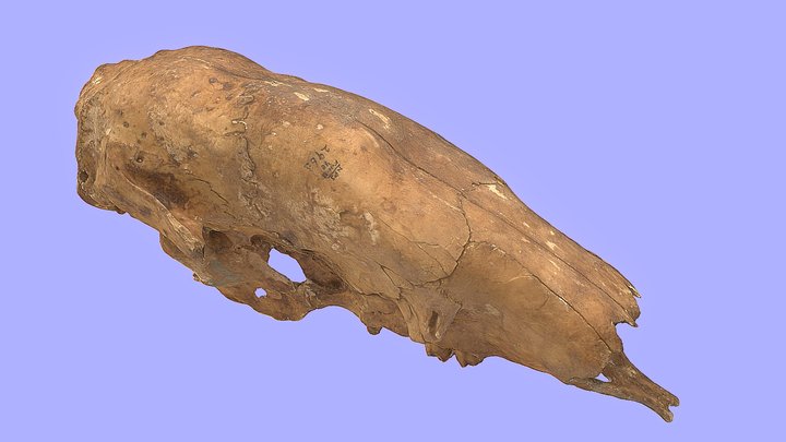 Shasta Ground Sloth – Free 3D Model STL