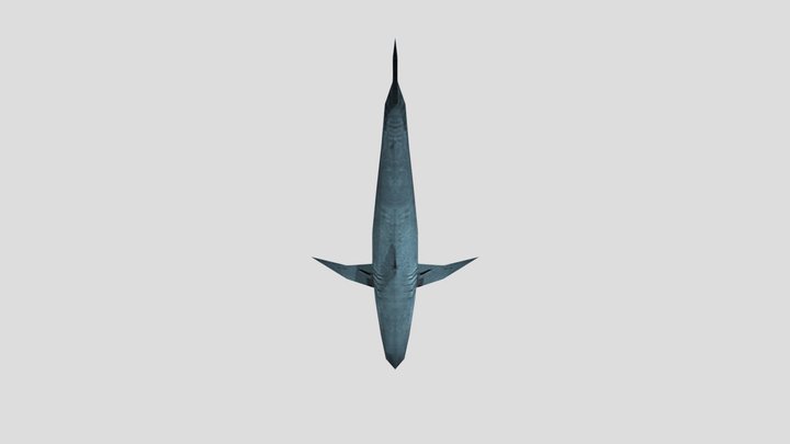 great white shark half life 3D Model