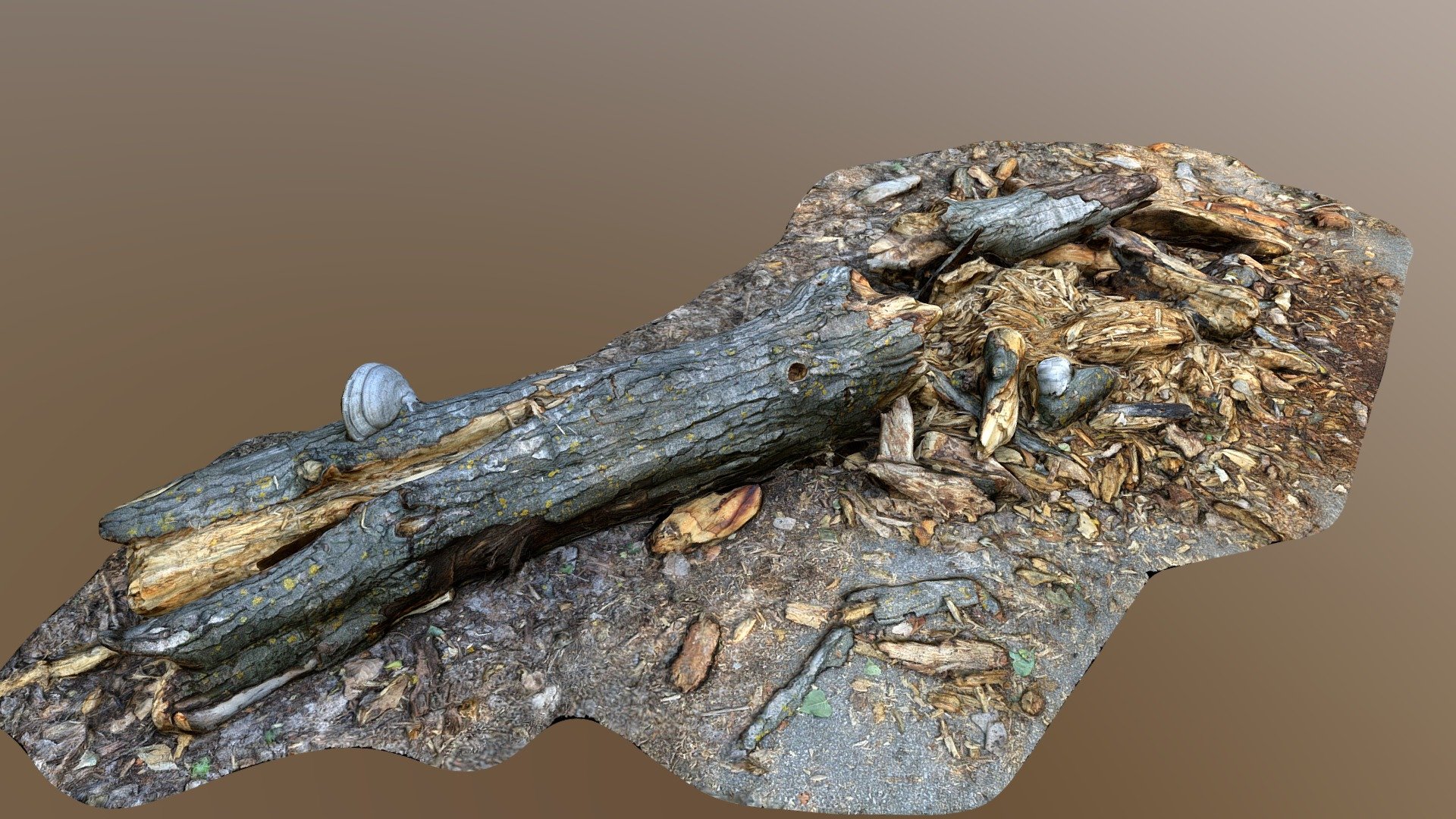 Broken Branch 02 HP_01