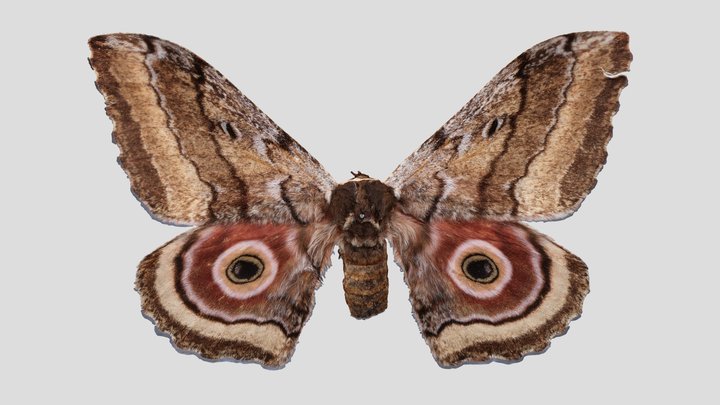 YPM ENT.745604 Emperor moth, Gynanisa maja – Kostenloses 3D-Modell STL