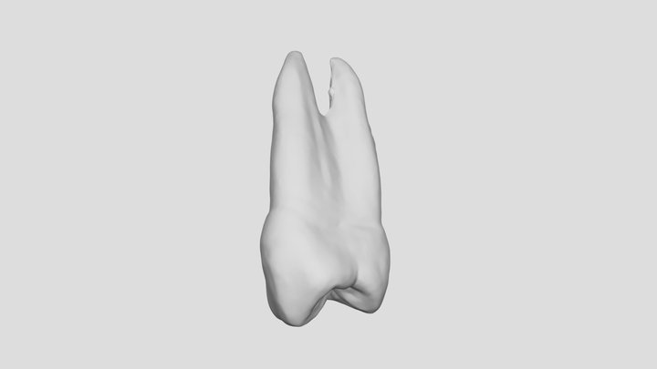 Premolar #5 3D Model