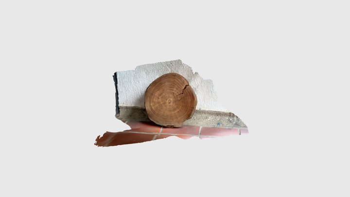 CO Cedrelinga cateniforme 3D Model