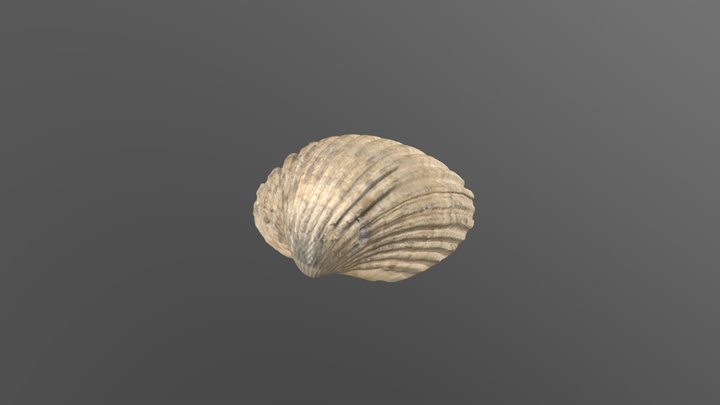 Shell (Artec Micro test) 3D Model