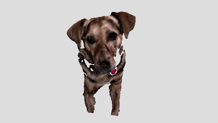 Dog Scan - Partial 3D Model