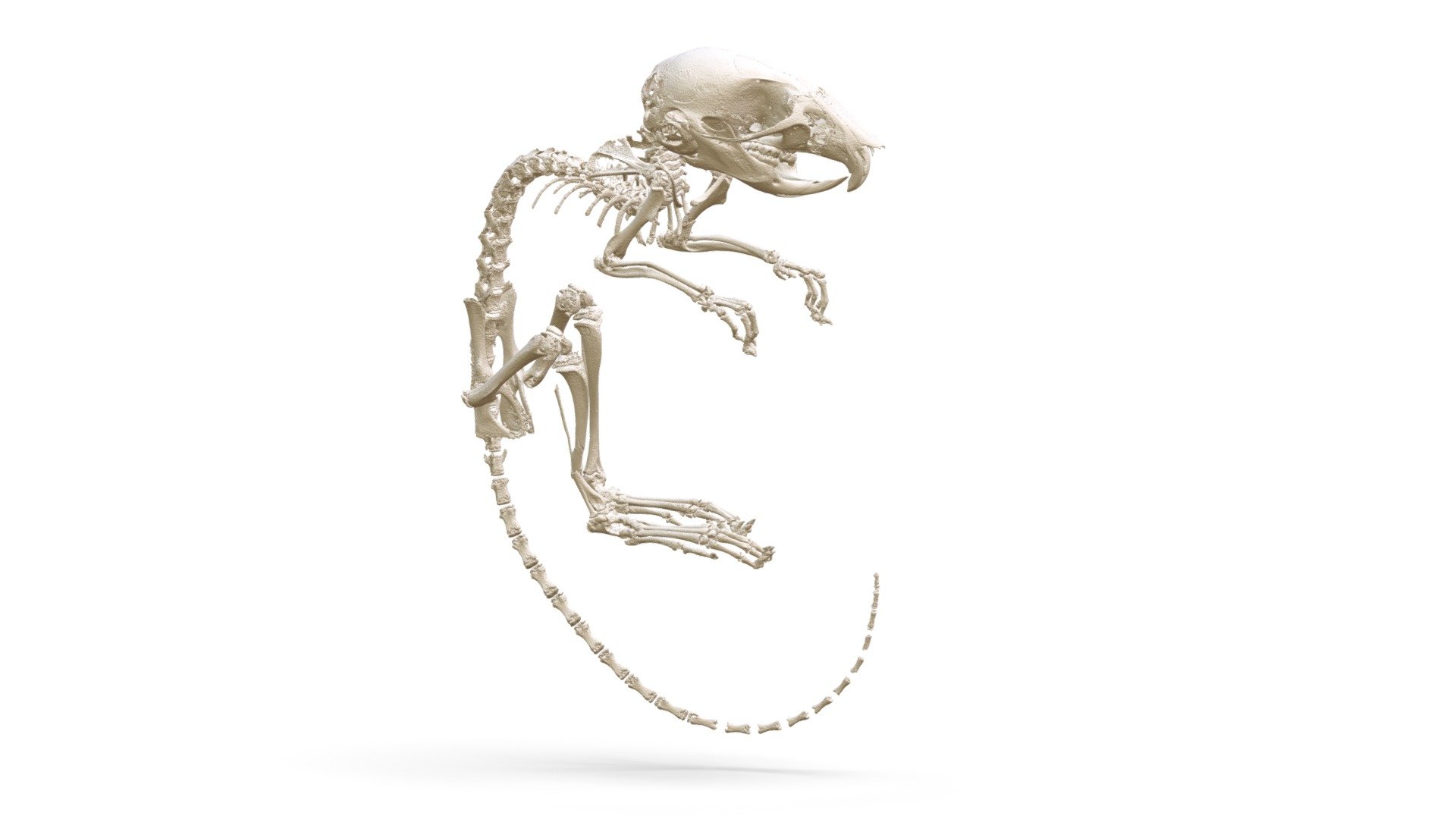 Apodemus peninsulae (MSB:Mamm:94313) - 3D model by Biodiversity ...