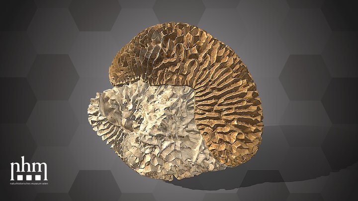 Coeloria lamellina (NHMW-ZOO-EV-0015176) – Free 3D Model STL