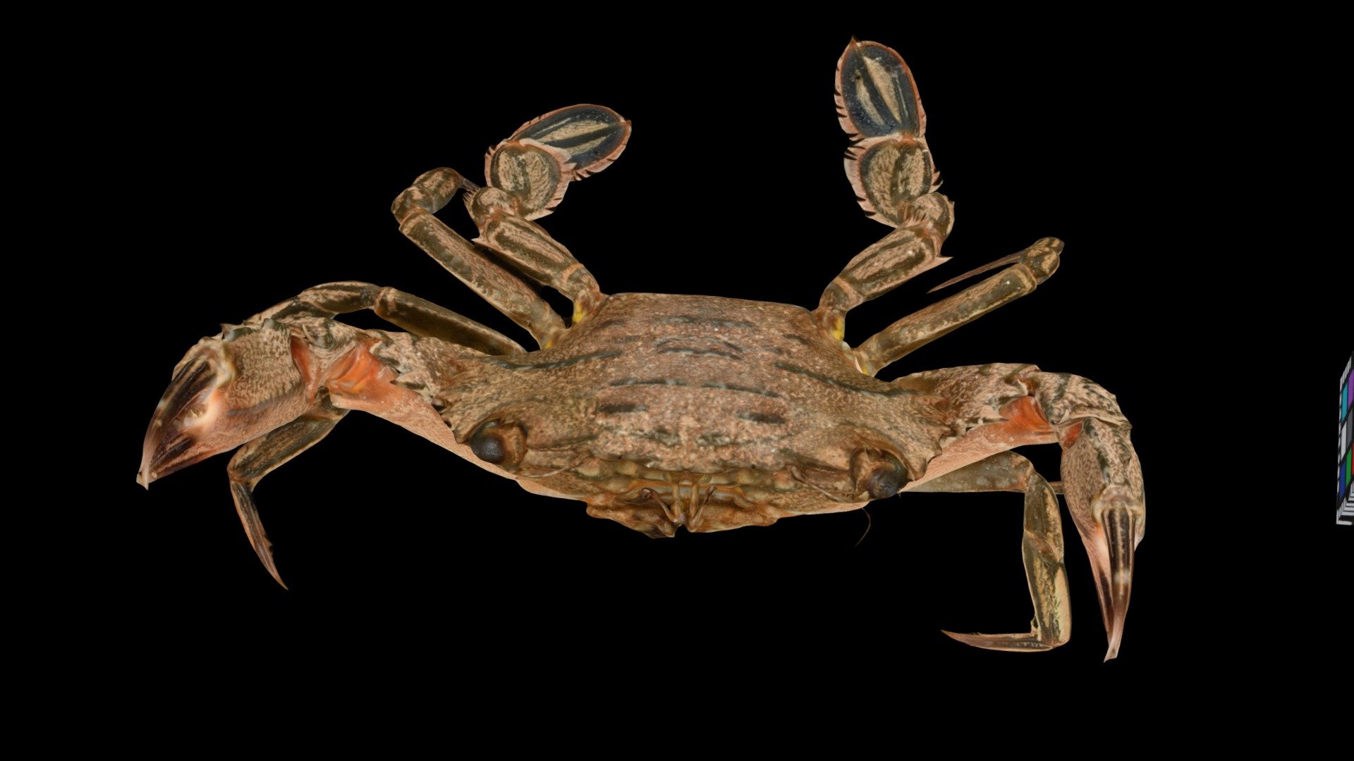 ミナミベニツケモドキ？ Swimming Crab, Thalamita danae