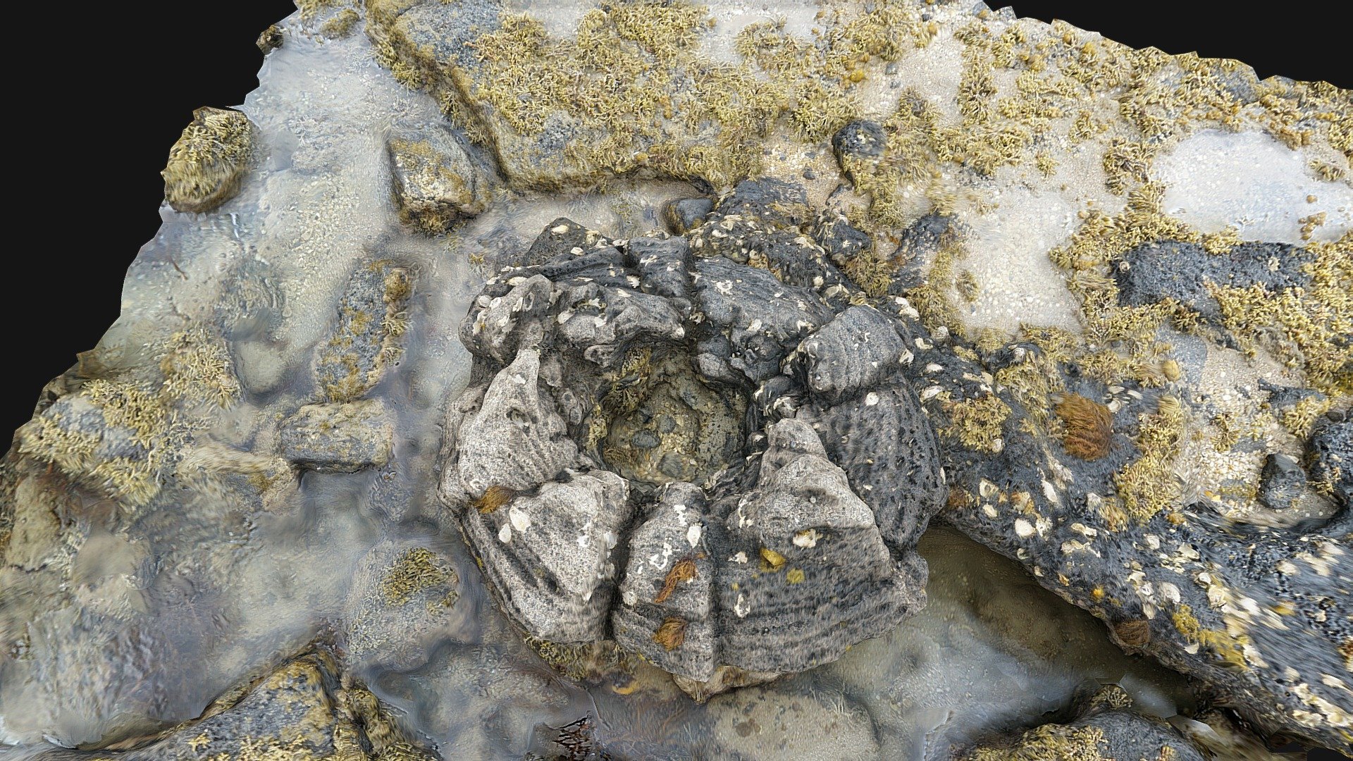 Lava tree cast at Takapuna 3