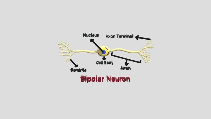 เซลล์ประสาทสองขั้ว (Bipolar Neuron) 3D Model